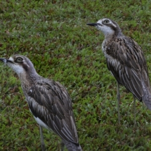 Burhinus grallarius at Cairns City, QLD - 12 Aug 2023