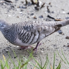 Geopelia placida (Peaceful Dove) at Cairns City, QLD - 11 Aug 2023 by AlisonMilton