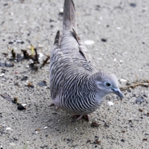 Geopelia placida at Cairns City, QLD - 12 Aug 2023 07:32 AM