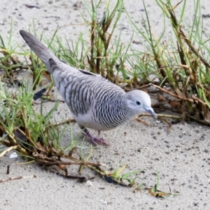 Geopelia placida at Cairns City, QLD - 12 Aug 2023