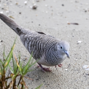 Geopelia placida at Cairns City, QLD - 12 Aug 2023