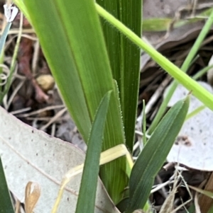 Dianella sp. aff. longifolia (Benambra) at Higgins, ACT - 14 Sep 2023