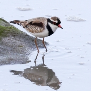 Charadrius melanops at Cairns City, QLD - 12 Aug 2023