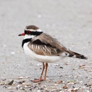 Charadrius melanops at Cairns City, QLD - 12 Aug 2023