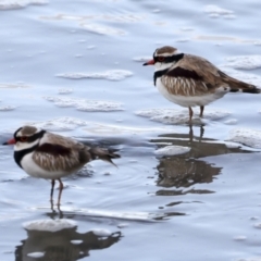 Charadrius melanops at Cairns City, QLD - 12 Aug 2023 05:29 PM