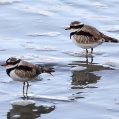 Charadrius melanops at Cairns City, QLD - 12 Aug 2023