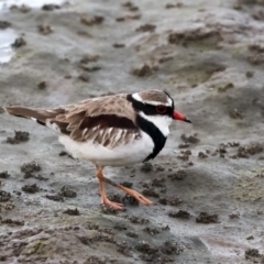 Charadrius melanops at Cairns City, QLD - 12 Aug 2023