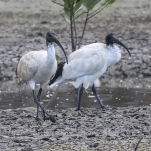 Threskiornis molucca at Cairns City, QLD - 12 Aug 2023