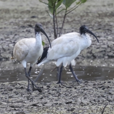 Threskiornis molucca (Australian White Ibis) at Cairns City, QLD - 12 Aug 2023 by AlisonMilton
