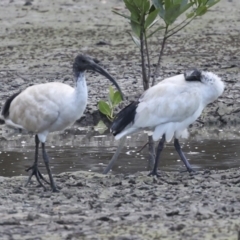 Threskiornis molucca at Cairns City, QLD - 12 Aug 2023