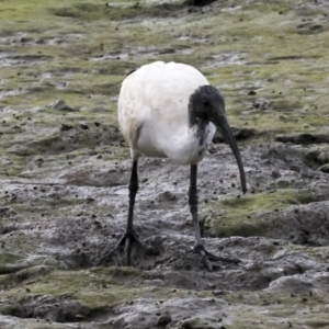 Threskiornis molucca at Cairns City, QLD - 12 Aug 2023 05:07 PM