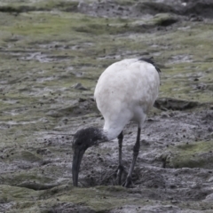 Threskiornis molucca at Cairns City, QLD - 12 Aug 2023 05:07 PM