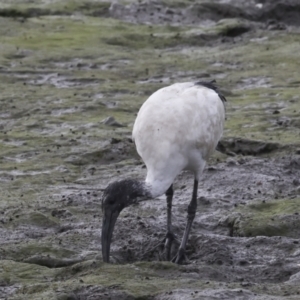 Threskiornis molucca at Cairns City, QLD - 12 Aug 2023