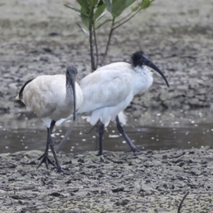 Threskiornis molucca at Cairns City, QLD - 12 Aug 2023 05:07 PM