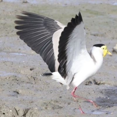 Vanellus miles (Masked Lapwing) at Cairns City, QLD - 12 Aug 2023 by AlisonMilton