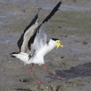Vanellus miles at Cairns City, QLD - 12 Aug 2023 04:49 PM