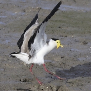 Vanellus miles at Cairns City, QLD - 12 Aug 2023