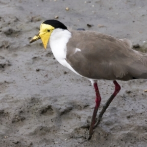 Vanellus miles at Cairns City, QLD - 12 Aug 2023