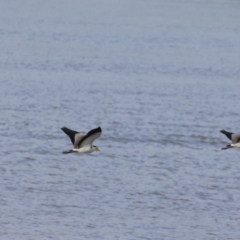 Vanellus miles at Cairns City, QLD - 12 Aug 2023