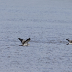 Vanellus miles at Cairns City, QLD - 12 Aug 2023