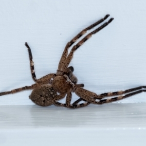 Neosparassus calligaster at Wingecarribee Local Government Area - 19 Sep 2023