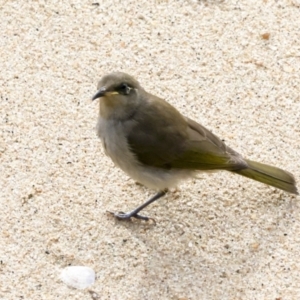 Lichmera indistincta at Cairns City, QLD - 12 Aug 2023