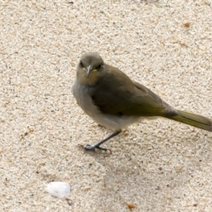 Lichmera indistincta at Cairns City, QLD - 12 Aug 2023 07:45 AM