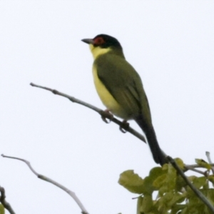 Sphecotheres vieilloti at Cairns City, QLD - 12 Aug 2023 08:10 AM