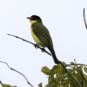 Sphecotheres vieilloti at Cairns City, QLD - 12 Aug 2023 08:10 AM