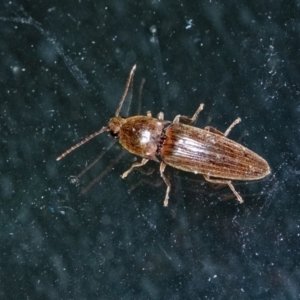 Monocrepidius (genus) at Penrose, NSW - 19 Sep 2023 07:52 PM