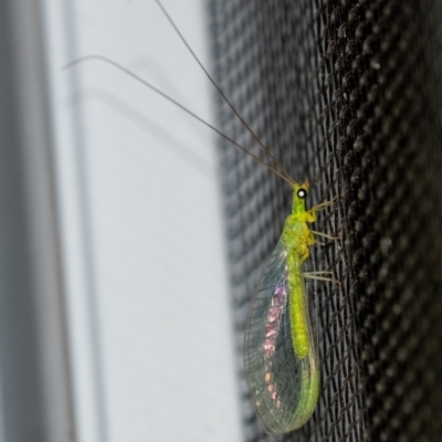 Mallada signatus at Wingecarribee Local Government Area - 19 Sep 2023 by Aussiegall