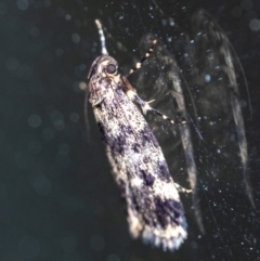 Barea codrella (A concealer moth) at Penrose - 19 Sep 2023 by Aussiegall