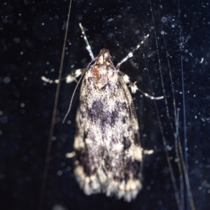 Barea codrella at Penrose, NSW - 19 Sep 2023 07:59 PM