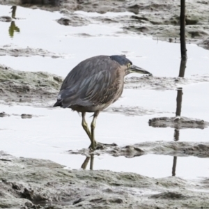 Butorides striata at Cairns City, QLD - 12 Aug 2023