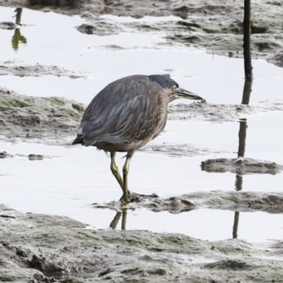 Butorides striata (Striated Heron) at Cairns City, QLD - 12 Aug 2023 by AlisonMilton