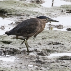 Butorides striata at Cairns City, QLD - 12 Aug 2023