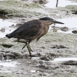 Butorides striata at Cairns City, QLD - 12 Aug 2023