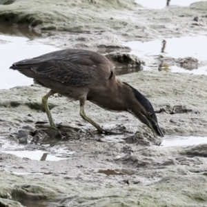 Butorides striata at Cairns City, QLD - 12 Aug 2023