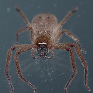 Unidentified Huntsman spider (Sparassidae) at suppressed by Aussiegall
