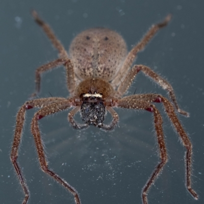 Neosparassus sp. (genus) (Badge huntsman) at Penrose - 19 Sep 2023 by Aussiegall