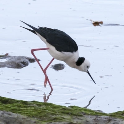 Himantopus leucocephalus (Pied Stilt) at Cairns City, QLD - 12 Aug 2023 by AlisonMilton