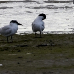 Gelochelidon macrotarsa (Australian Tern) at Cairns City, QLD - 12 Aug 2023 by AlisonMilton