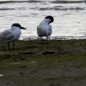 Gelochelidon macrotarsa at Cairns City, QLD - 12 Aug 2023 05:13 PM