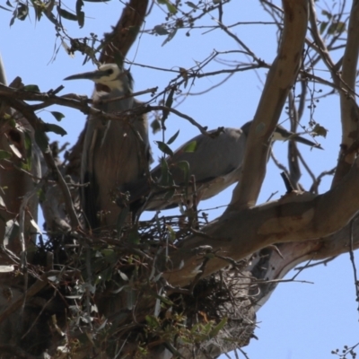 Egretta novaehollandiae (White-faced Heron) at Tharwa, ACT - 19 Sep 2023 by RodDeb