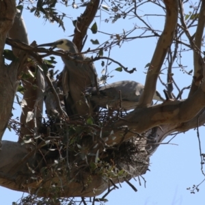 Egretta novaehollandiae at Tharwa, ACT - suppressed