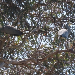 Egretta novaehollandiae at Tharwa, ACT - suppressed