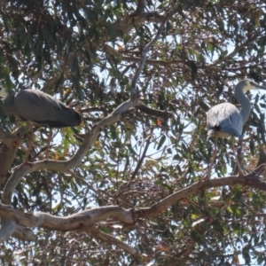 Egretta novaehollandiae at Tharwa, ACT - 19 Sep 2023