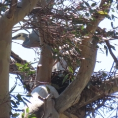 Egretta novaehollandiae at Tharwa, ACT - suppressed