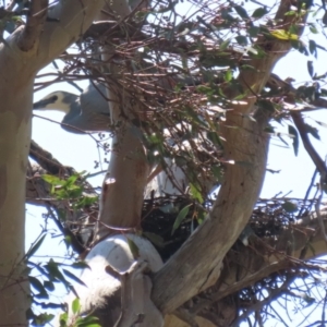 Egretta novaehollandiae at Tharwa, ACT - suppressed