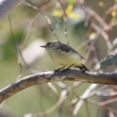 Acanthiza reguloides (Buff-rumped Thornbill) at Booth, ACT - 19 Sep 2023 by RodDeb